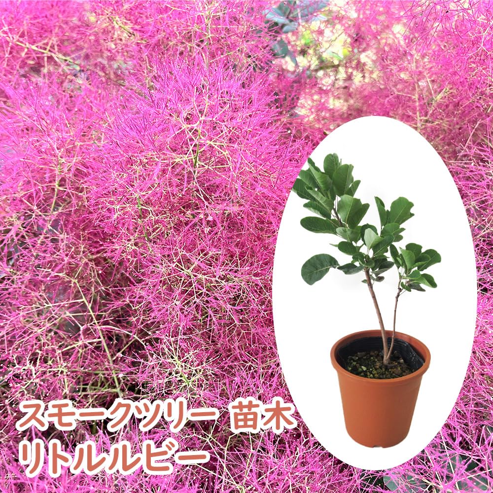 Amazon.co.jp: 富士園芸 スモークツリー リトルルビー 13.5cmポット