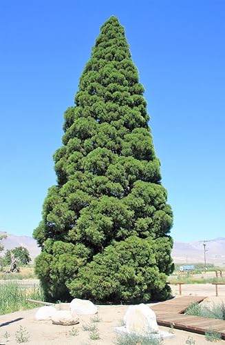 Miniatura 3 de 40 SEQUOIA GIGANTE Sequoiadendron Giganteum Sierra Redwood Semillas de Árbol