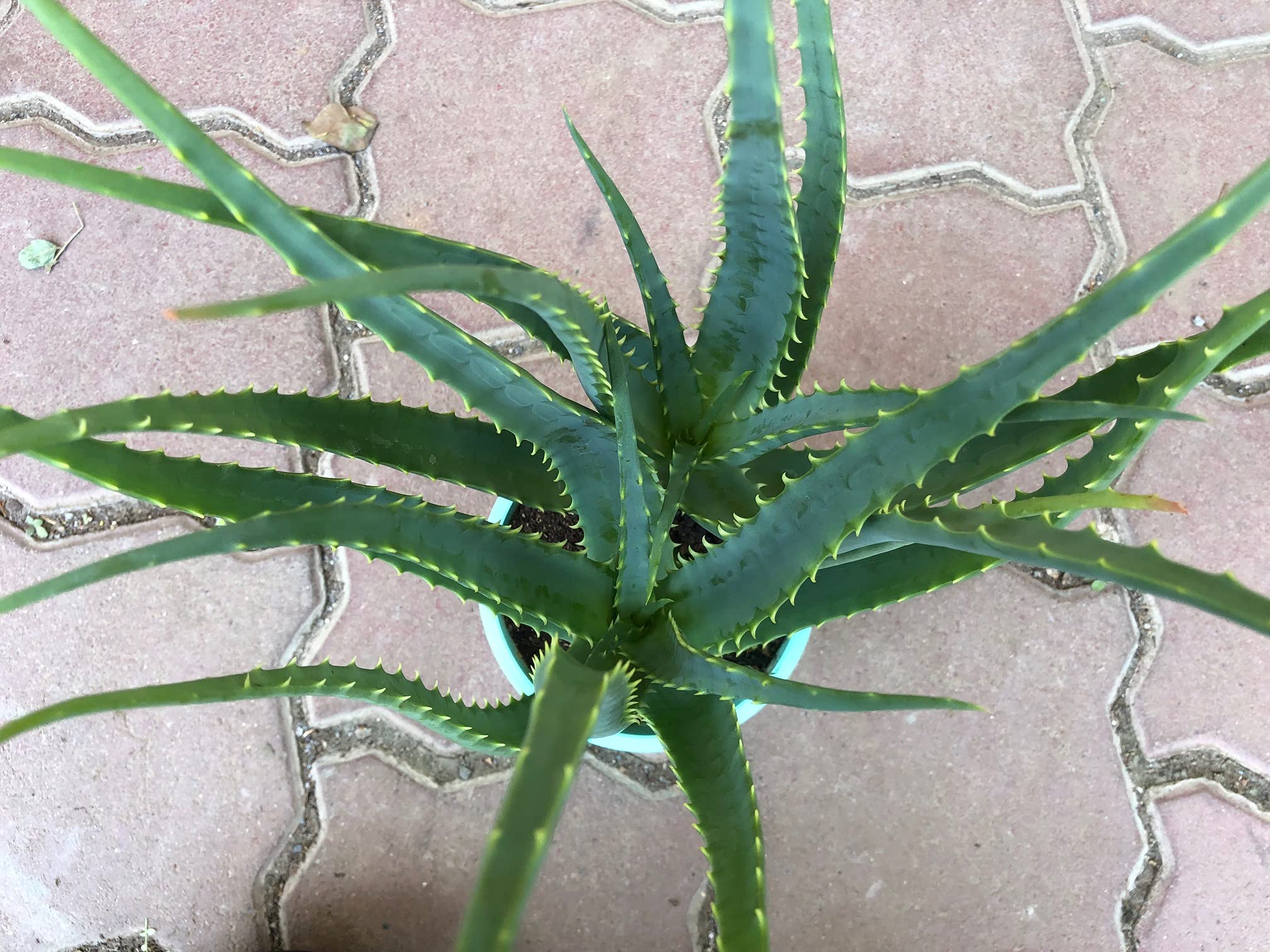 Amazon.co.jp: 無農薬アロエ【木立アロエ5号 3鉢セット】aloe 苗