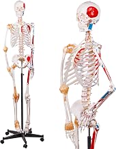 NLShan 70.8 Inches Human Skeleton Model for Anatomy - Life Size Anatomical Human Skeleton Model with Joint Ligaments 70.8 in with Rolling Stand for Medical Skeleton Study and Display