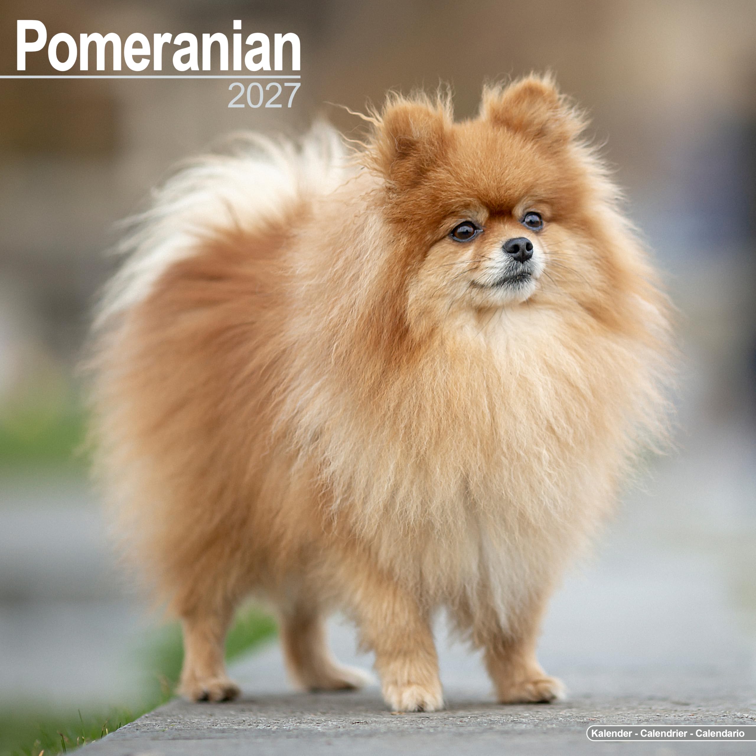 Pomeranian 2027 Calendar | Square Wall Calendar | Dog Breed Gift | Plastic Free Packaging | by Avonside Publishing