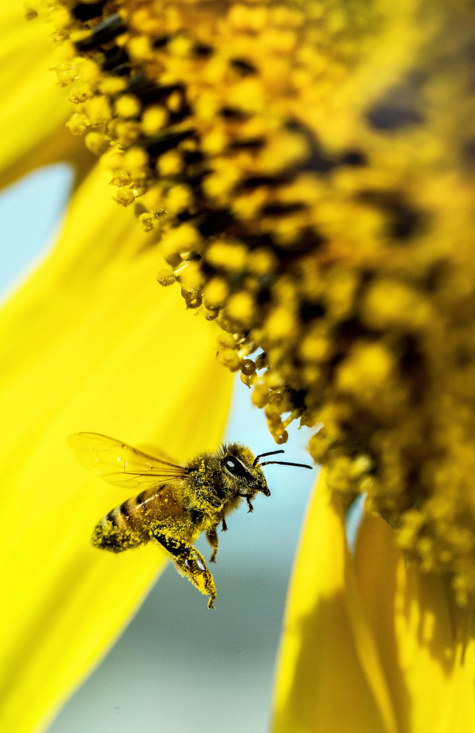 Polen de Abeja natural. En envase de 500grs. Polen de abejas origen España BIO 100%. Recogido en zona de Cantabria, España. Producto energético natural Gourmet.