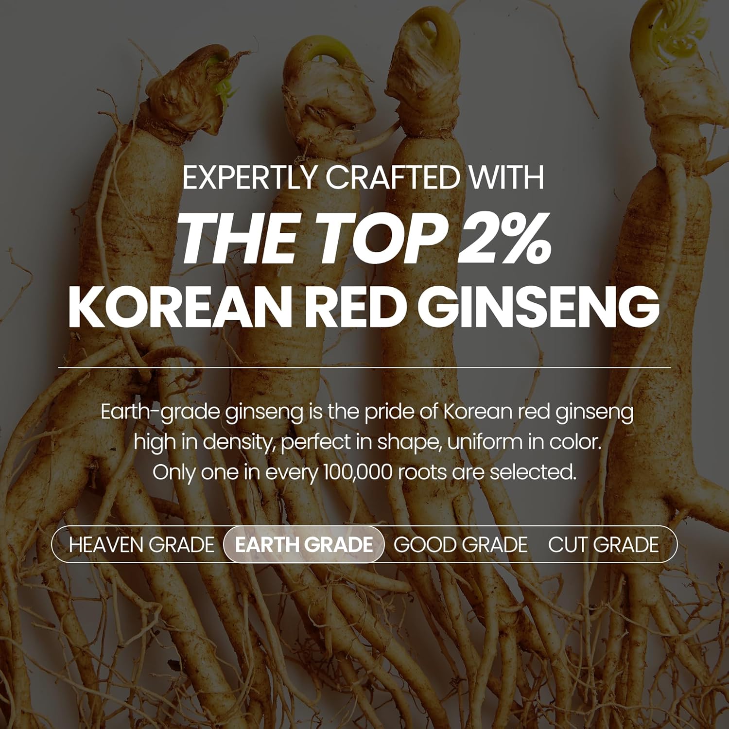 JungKwanJang Everytime Korean Red Ginseng Extract Limited Stick - Earth-Grade Red Panax Ginseng Root Energy Drink - Vegan & No Caffeine Liquid Supplements (10 Sticks, 0.34 fl oz)