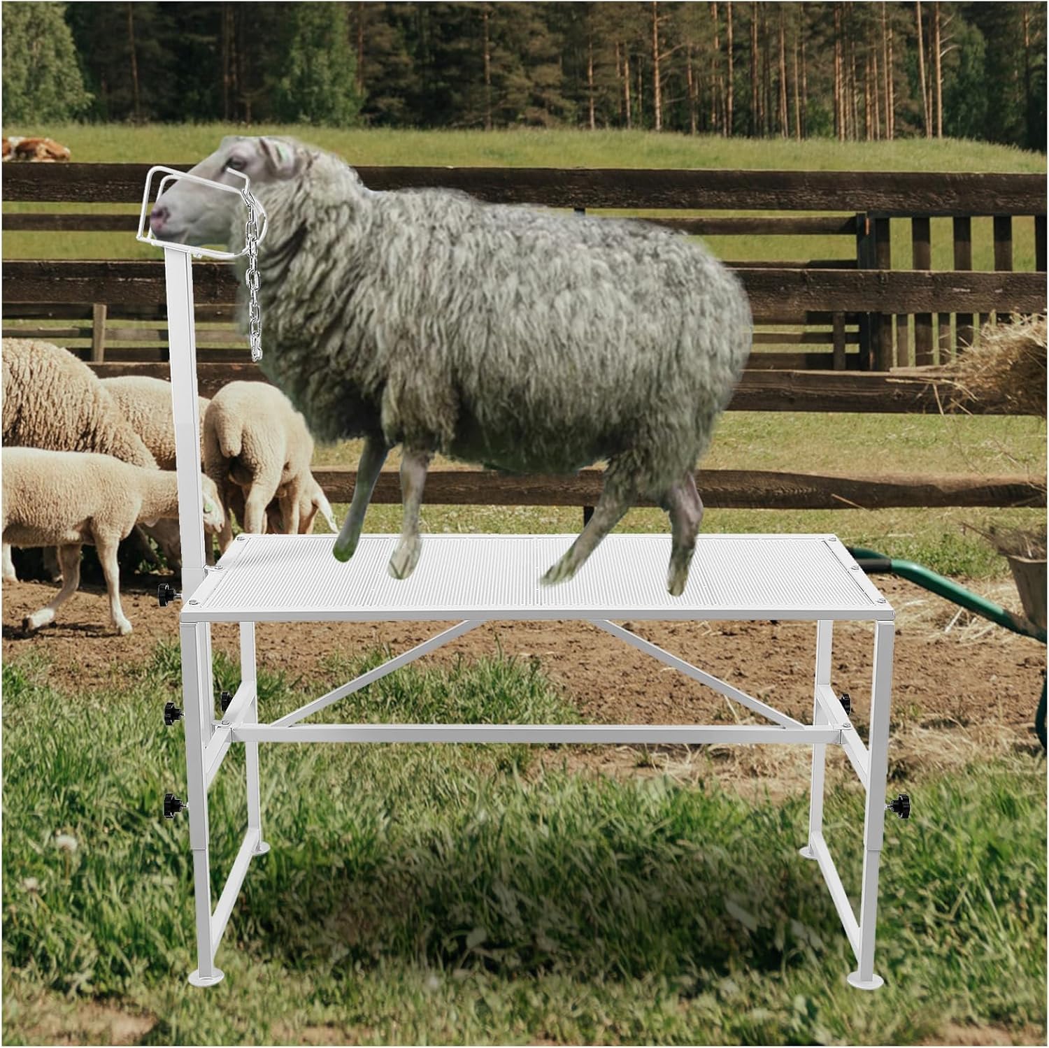 HECASA Livestock Stand 51x23 inches Trimming Stand with