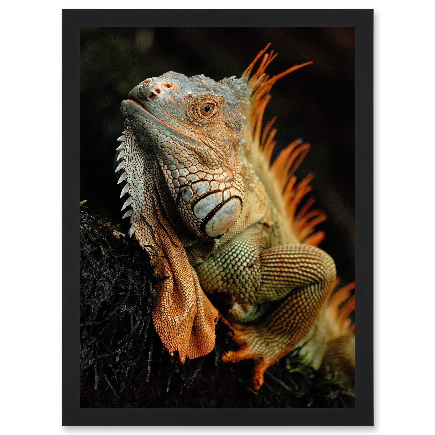 Wee Blue Coo Photo Animal Iguana Lizard Reptile Scales Spines Artwork Framed Wall Art Print A4