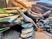 Review Image by Alexis Alexis