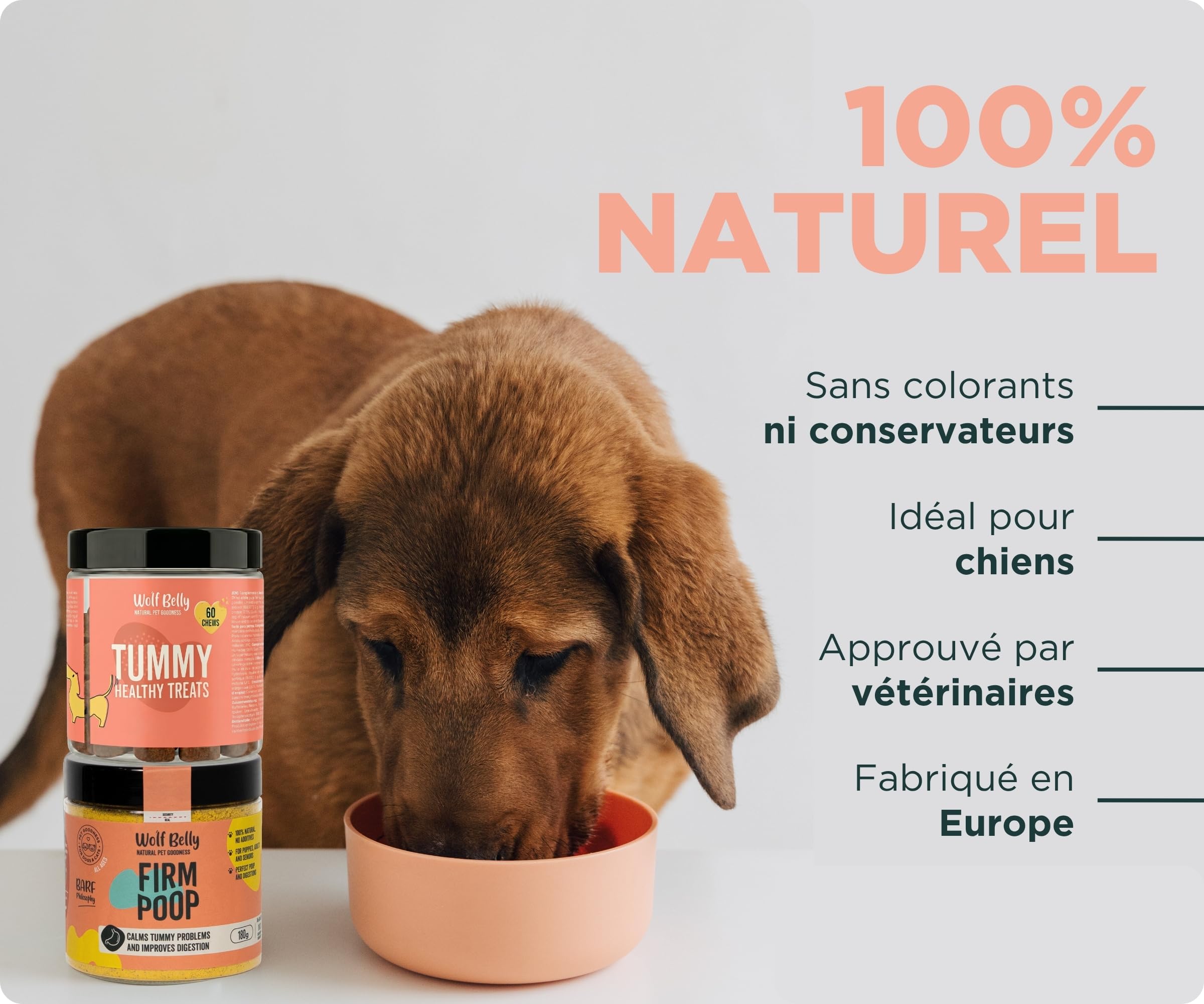 Wolf Belly - Pack Digestif pour Chiens | Complément Digestif en Poudre + Friandises aux Probiotiques | Réduit la Diarrhée | Améliore la Flore Intestinale - Fabriqué en Europe
