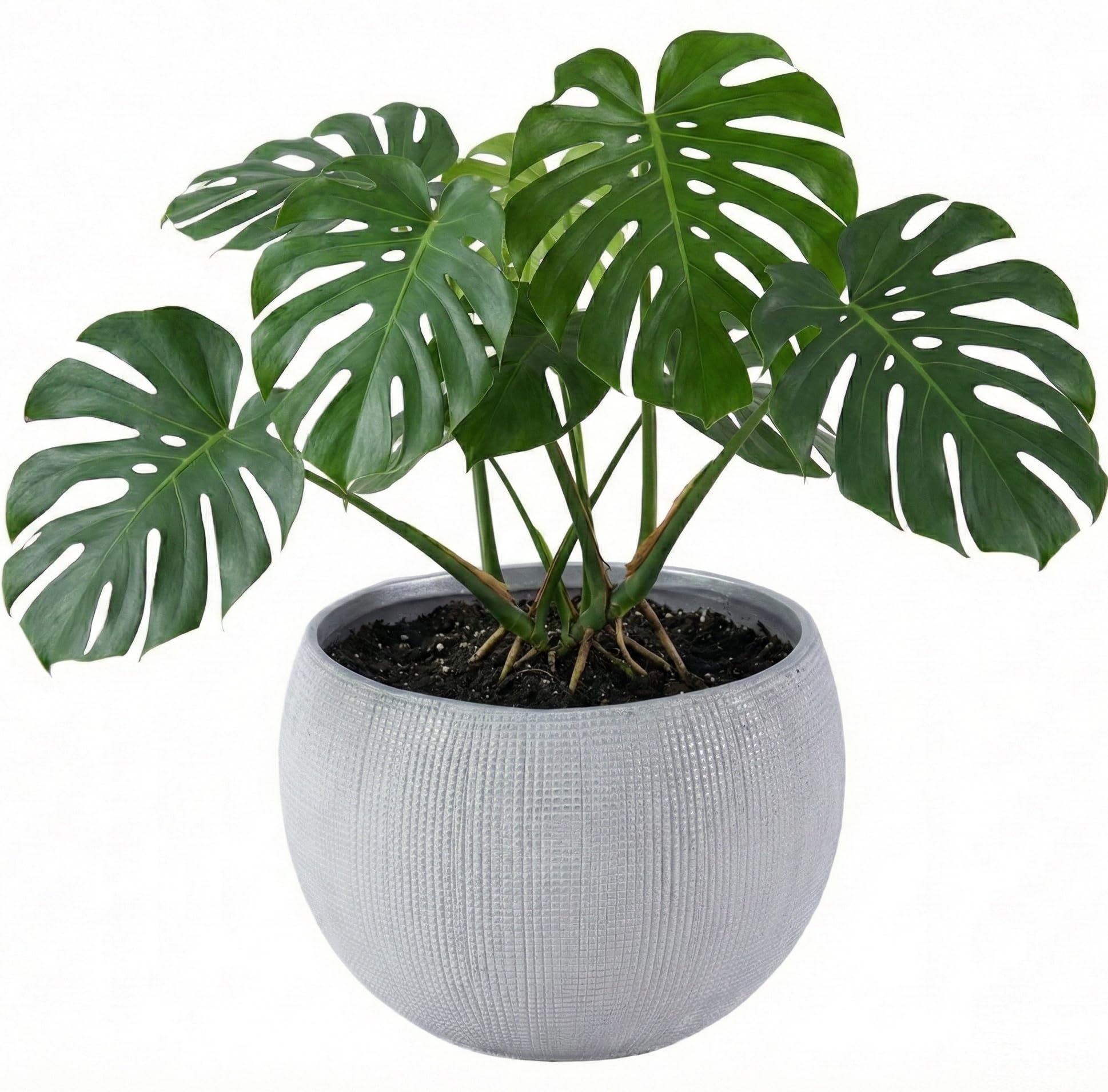 Olly & Rose Barcellona - Vaso per piante in ceramica grigio chiaro, 25 cm, grandi vasi per piante per interni ed esterni, colore grigio
