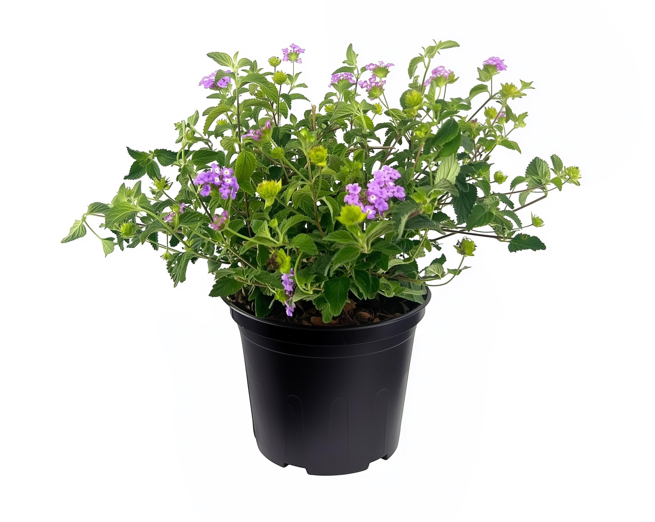 Amazon.com : Lantana Purple | 2 Large Trade Gallon Size Plants