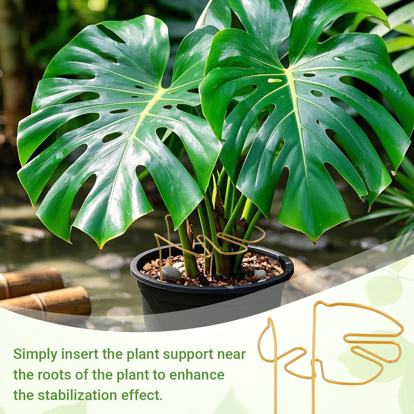 philodendron red emerald Philodendron erubescens, 