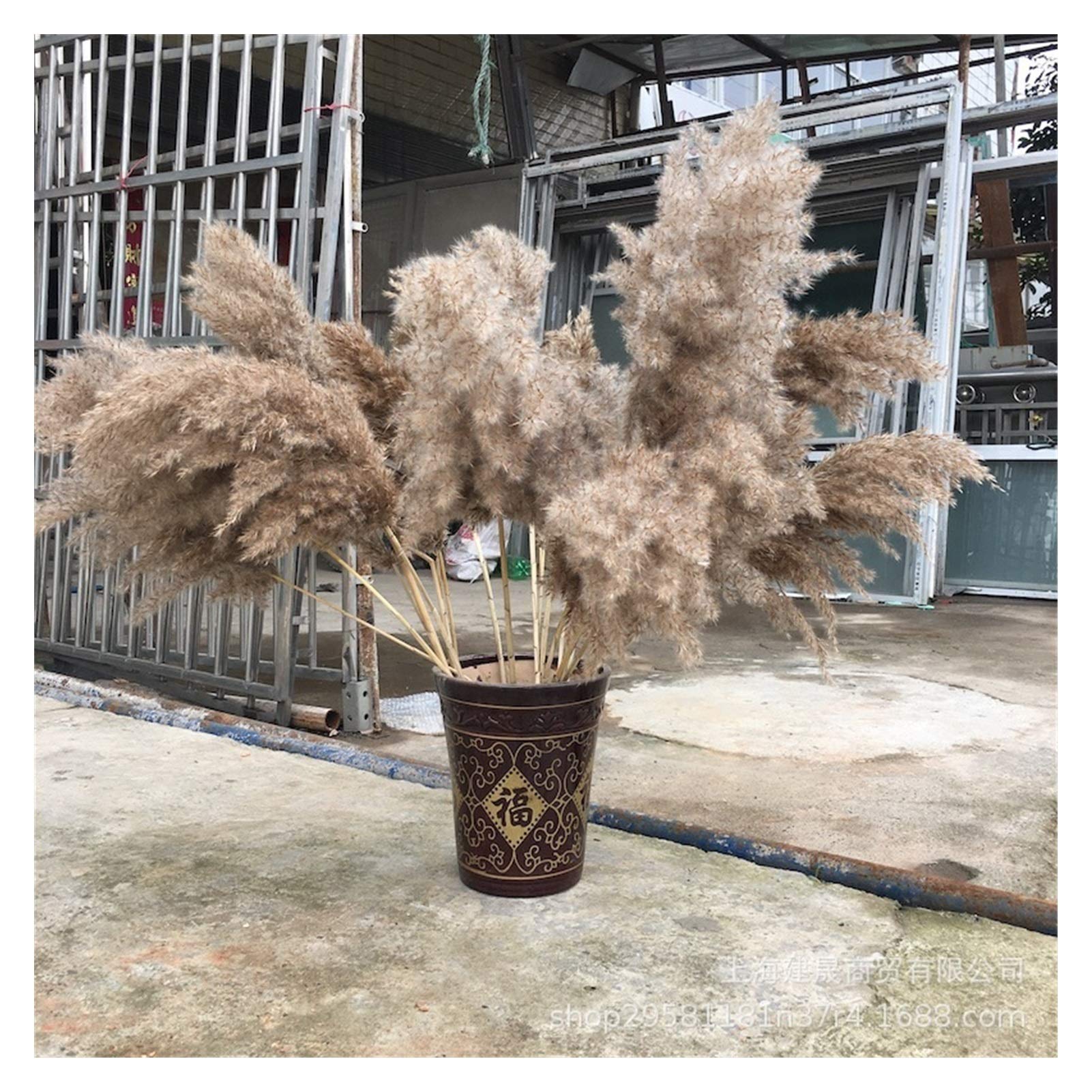 Bouquet De Fleurs Sechees 20 pcs Phragmites séchés naturels communis roseaux Plantes de Mariage Fleur de Mariage décor de la Maison décor Bricolage Fleurs séchées Pampa Herbe Pampa Herbe