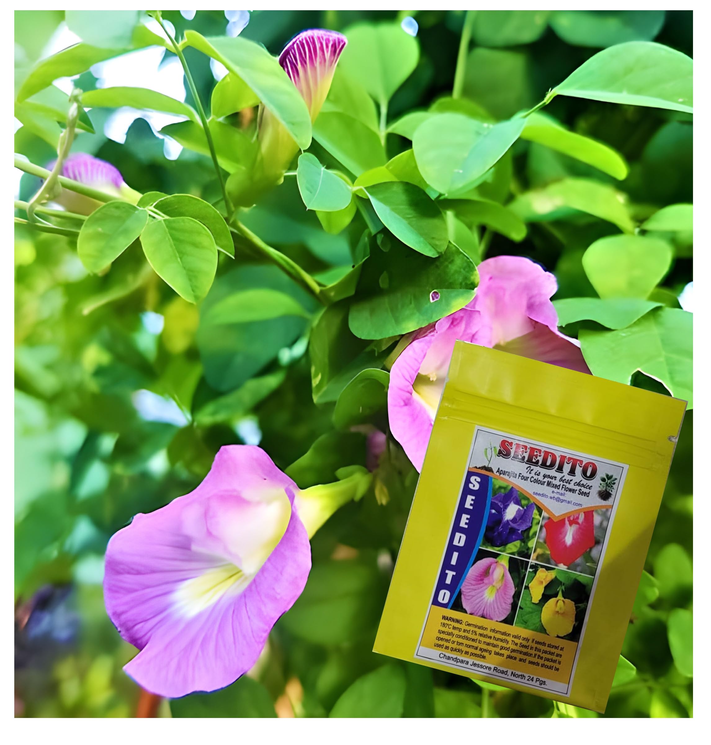 Aparajita Blue Butterfly Pea Flower Seeds - Grow Your Own! -8
