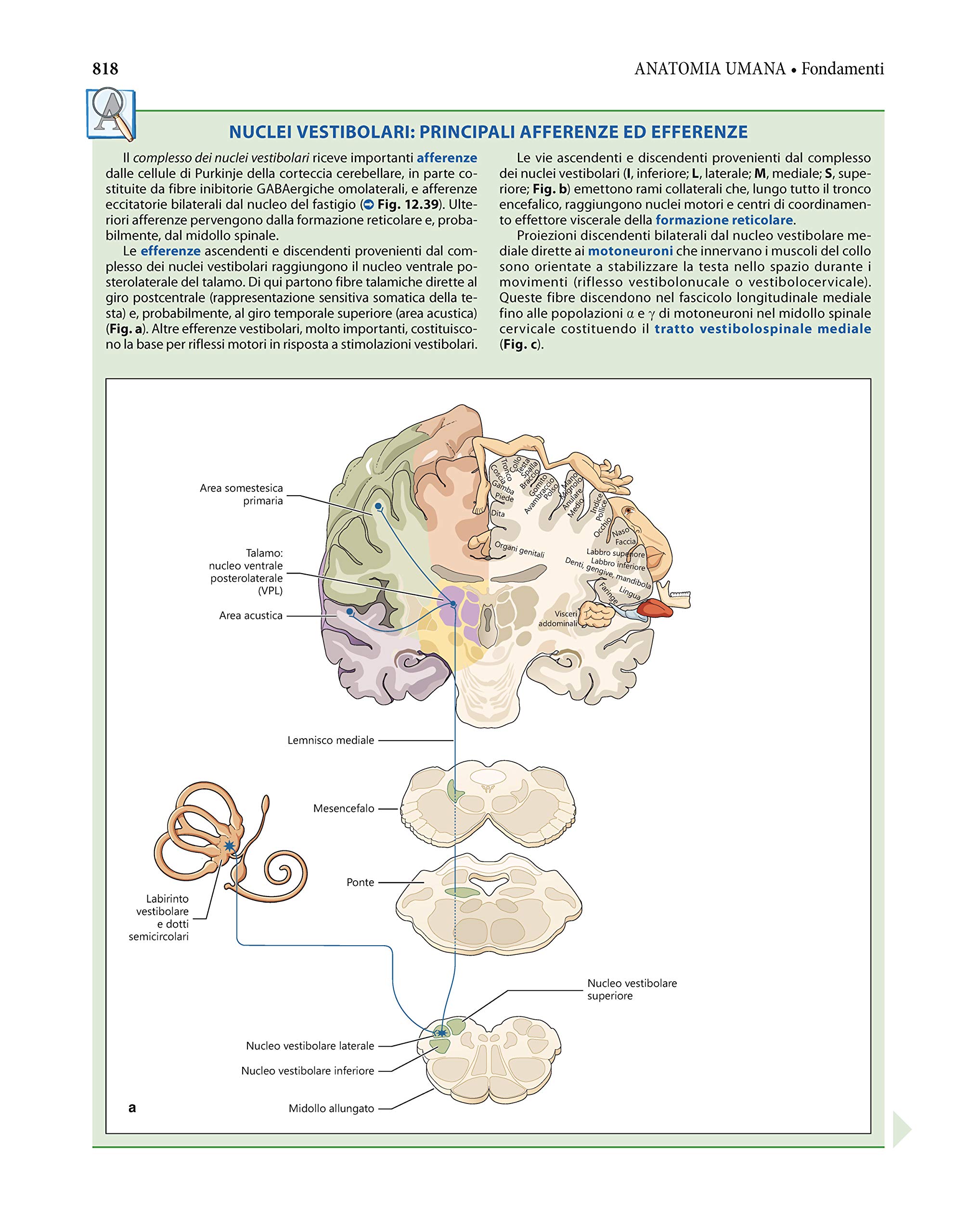 Anatomia umana. Fondamenti. Con istituzioni di istologia. Con e-book. Con espansione online
