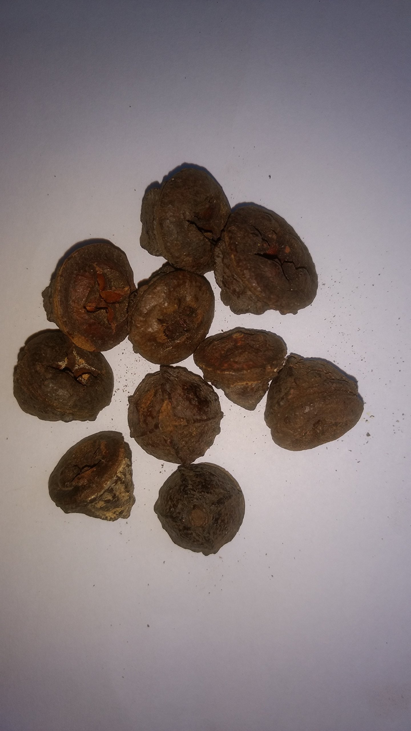 Urancia® Safeda kashgari Nilgiri Eucalyptus Globulus Eucalyptus Fruit 100gm (B0711F3HXJ) Amazon Price History, Amazon Price Tracker