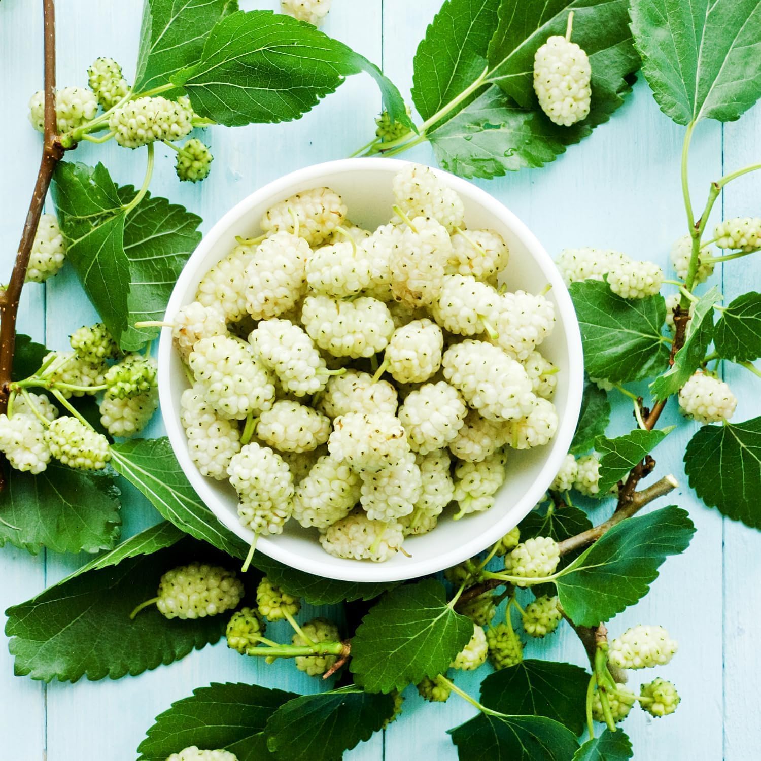 2 White Mulberry Plants - 18-24" Tall Live Plants - Sweet Mulberry Fruit Trees for Planting - Edible Berries Seedlings - Murus Alba - (2 Pack)