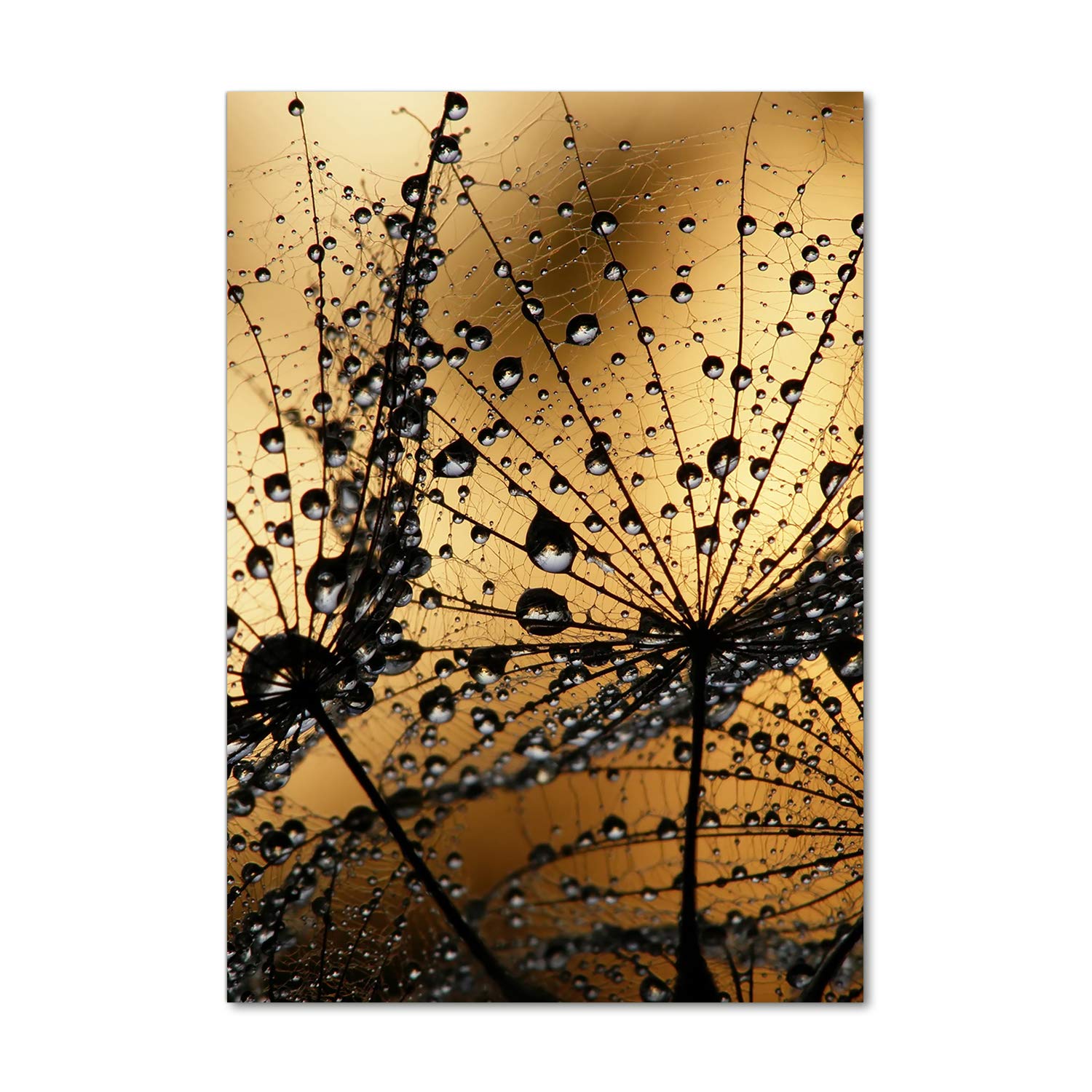 Tulup Impresión en vidrio - 70x100cm - Cuadro sobre Vidrio - Pinturas en Vidrio - Cuadro en Vidrio - Impresiones sobre Vidrio - Cuadro de Cristal - Flores Y Plantas - Naranja - Semillas De Diente De León