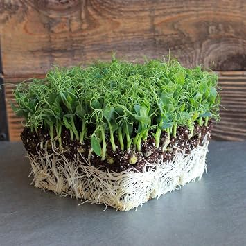 Organic Afila Tendril Pea Microgreens Seeds - 1 Oz 90 Seeds - Non-GMO Micro Pea Shoot Seeds - Lots of Curly Tendrils - Grow Micro Greens