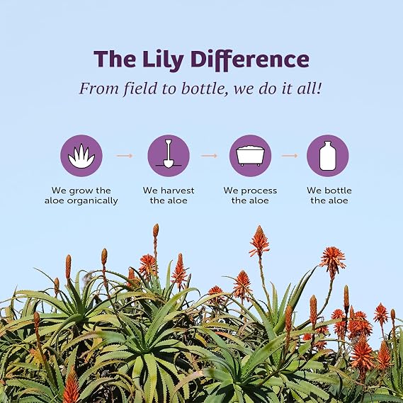 Lily of the Desert Stomach Formula Shot, Organic Aloe Vera Juice with FOS Prebiotic and a Proprietary Herbal Blend, 2 Oz Each, Pack of 12