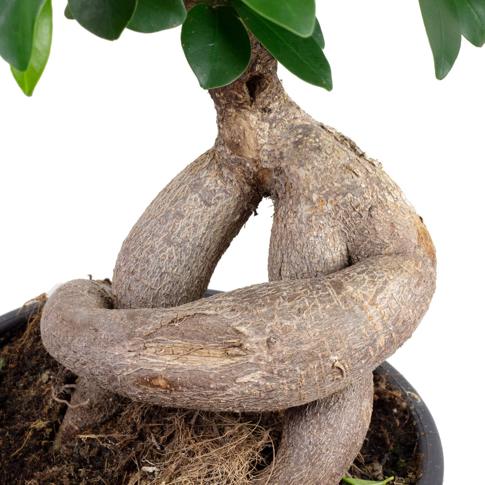 Chinesische Feige - pflegeleichte Zimmerpflanze, Ficus Ginseng - Höhe ca. 40 cm, Topf-Ø 17 cm