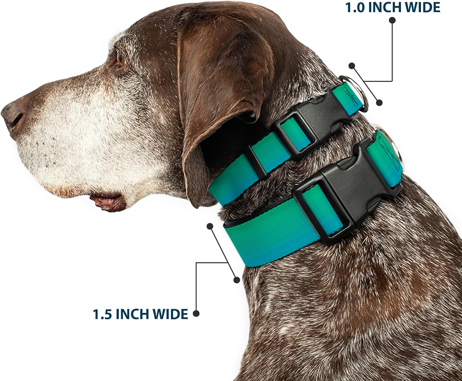 Buckle-Down Plastic Clip Collar - Teal Ombre - 1.5" Wide - Fits 13-18" Neck - Small