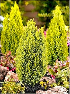 [x3] Dwarf Conifer Chamaecyparis Lawsoniana \'Ellwoods Gold\' | Multi-Pack | Evergreen Shrubs | Outdoor Garden Ready Plants
