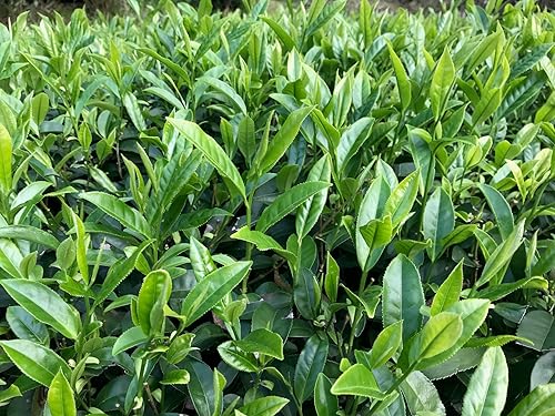 Miniatura 6 de Silk Road Teas Té verde orgánico de hojas sueltas Jasmine Silver Tip, 2 onzas