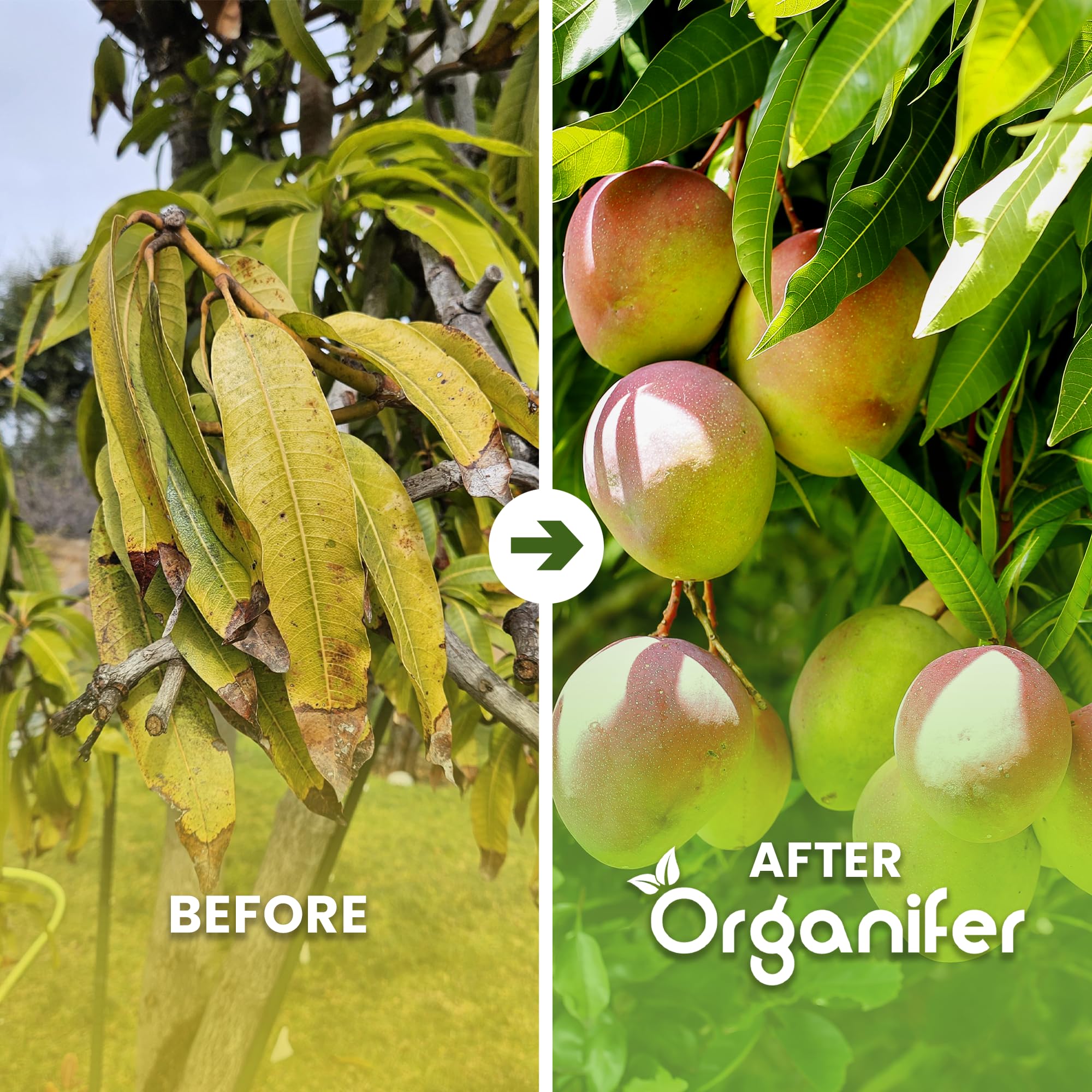 Fertilizzante liquido organico 1L per mango – crescita ottimale e frutti rigogliosi – Organifer