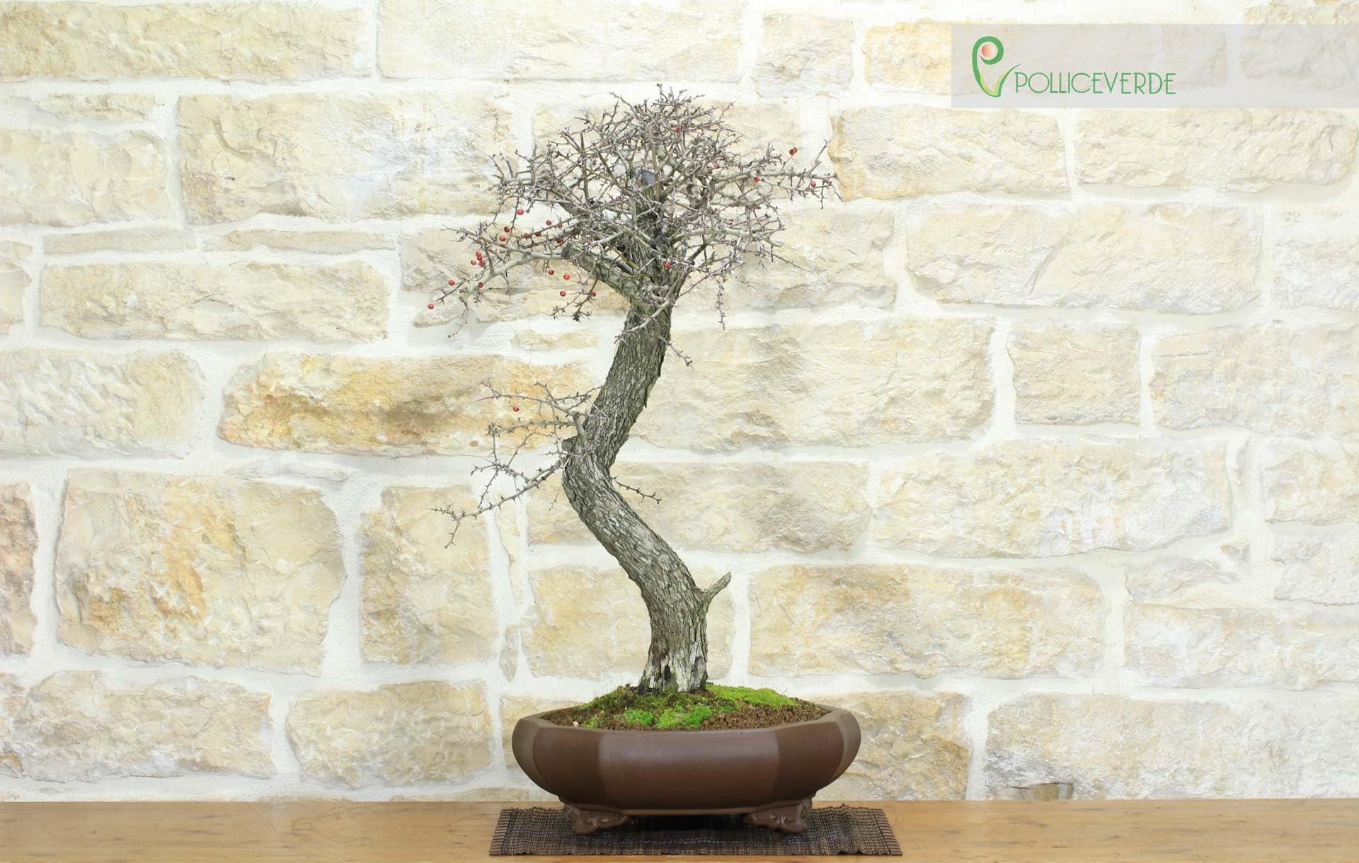 Bonsai di Biancospino (20)