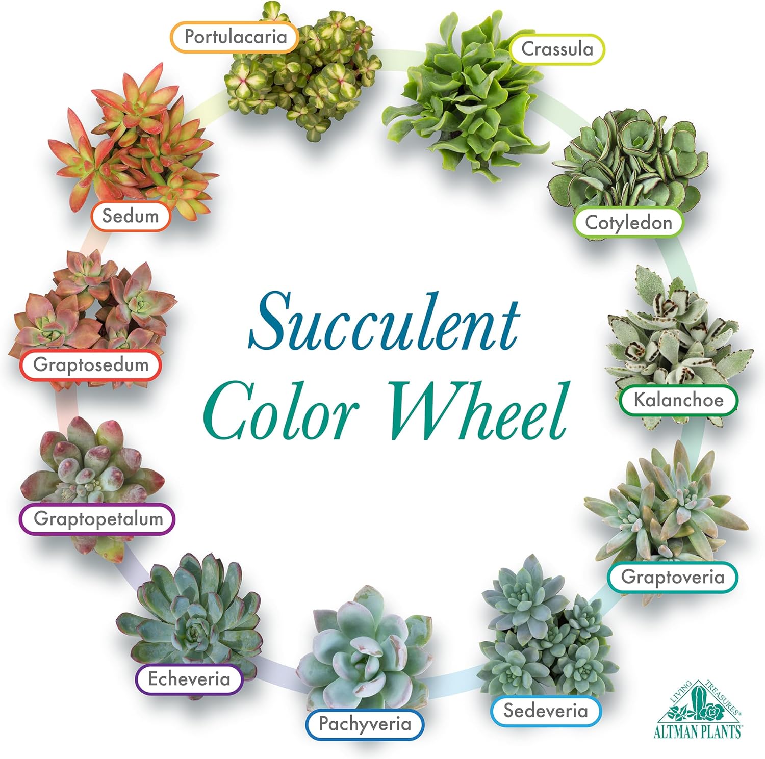 Altman Plants, Live Succulent Plants (20 Pack) Assorted Potted Succulents Plants Live House Plants in Cacti and Succulent Soil Mix, Cactus Plants Live Indoor Plants Live Houseplants in Planter Pots - Image 5