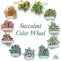 Vista 5 de Altman Plants - Plantas suculentas vivas (paquete de 20 unidades), plantas suculentas surtidas en macetas, plantas vivas para el hogar en mezcla