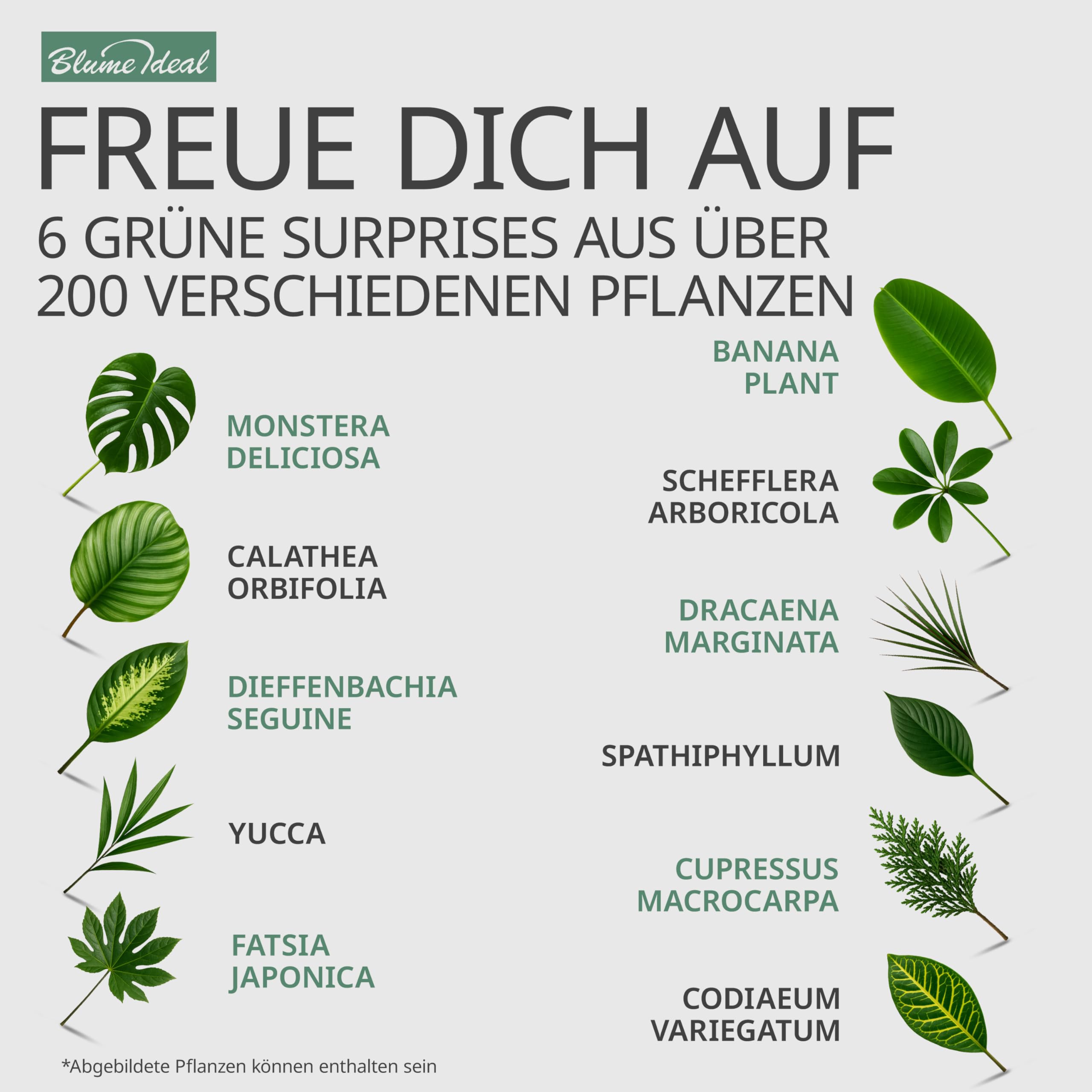 Pflanzenüberraschung | 6er-Set | ca. 30-70 cm | Ø 12-15 cm Topf | Zimmerpflanzen für Wohnung und Büro | Qualität vom Pflanzen Profi | Geniale Raumbegrünung
