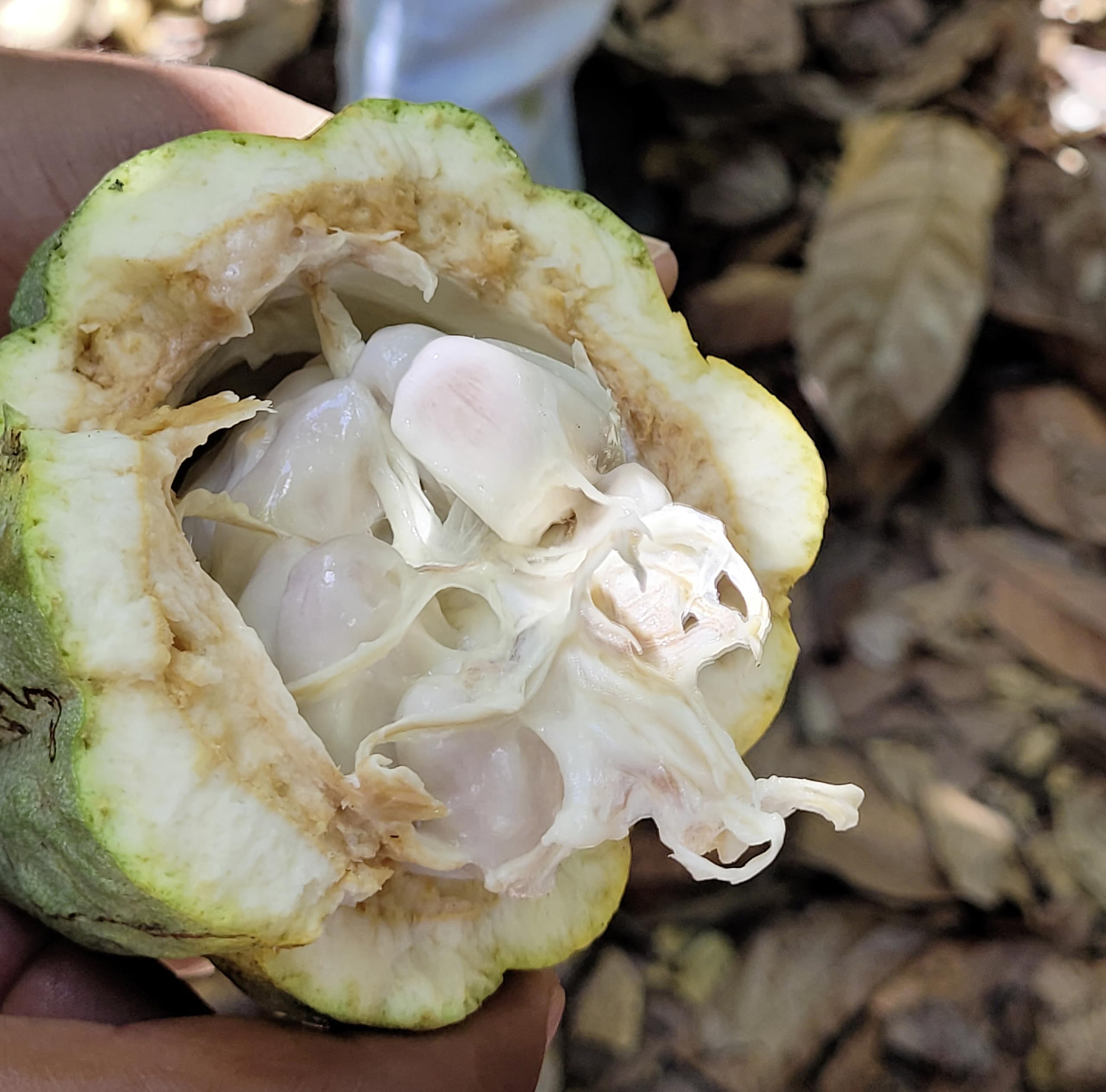 Meybona Urspungs-Schokolade Vollmilch | Tanzania | 45% Kakao | 18x40g | 45% Kakao, perfekt für unterwegs, ohne Palmöl, Meybona Bean-to-Bar-Schokolade, Single Origin, Edel-Schokoladen