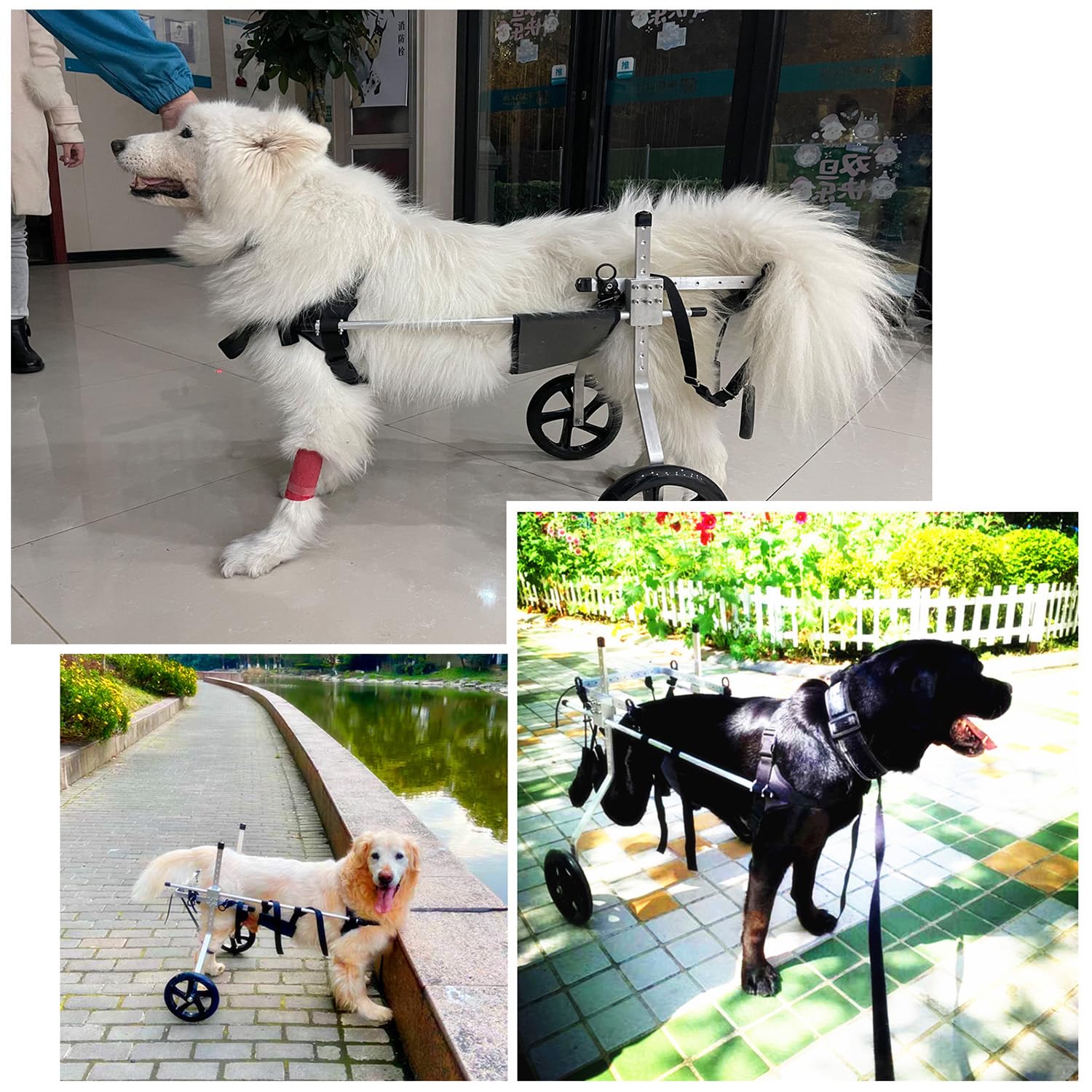 Yinian 2 Ruote Sedia a Rotelle per Cane Carrello per Disabili Scooter per Animali Domestici Carrello per Cani Disabili con Ruote per Riabilitazione di Gambe di Animali Disabili(Size:XL（20-30kg）)