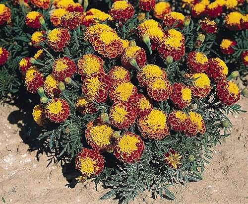 Miniatura 3 de Semillas Flores Caléndula Spray Petite Anual - 250 Semillas