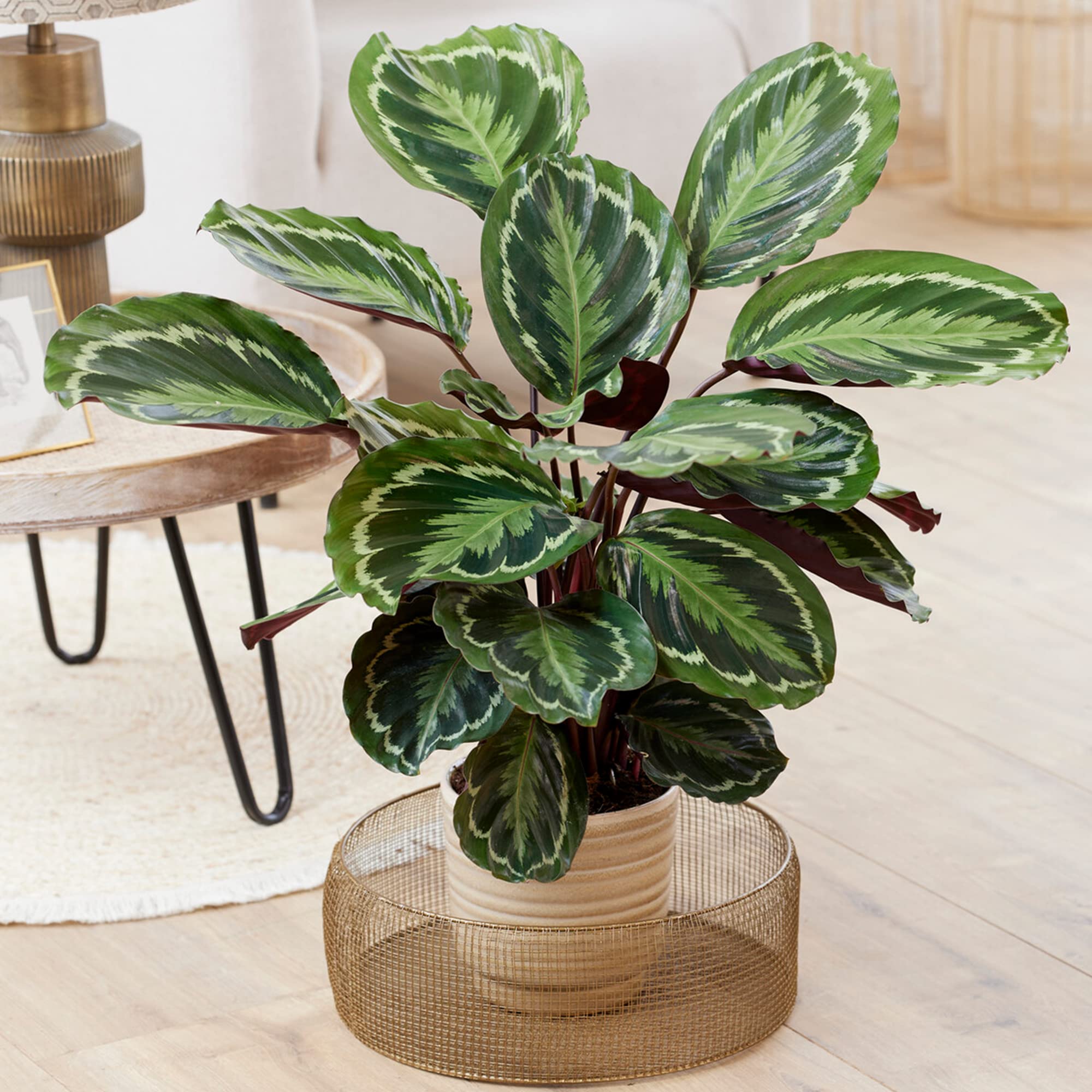 Calathea Medaillon - groe Zimmerpflanze, immergrn, hoch, selten :  Amazon.de: Garten