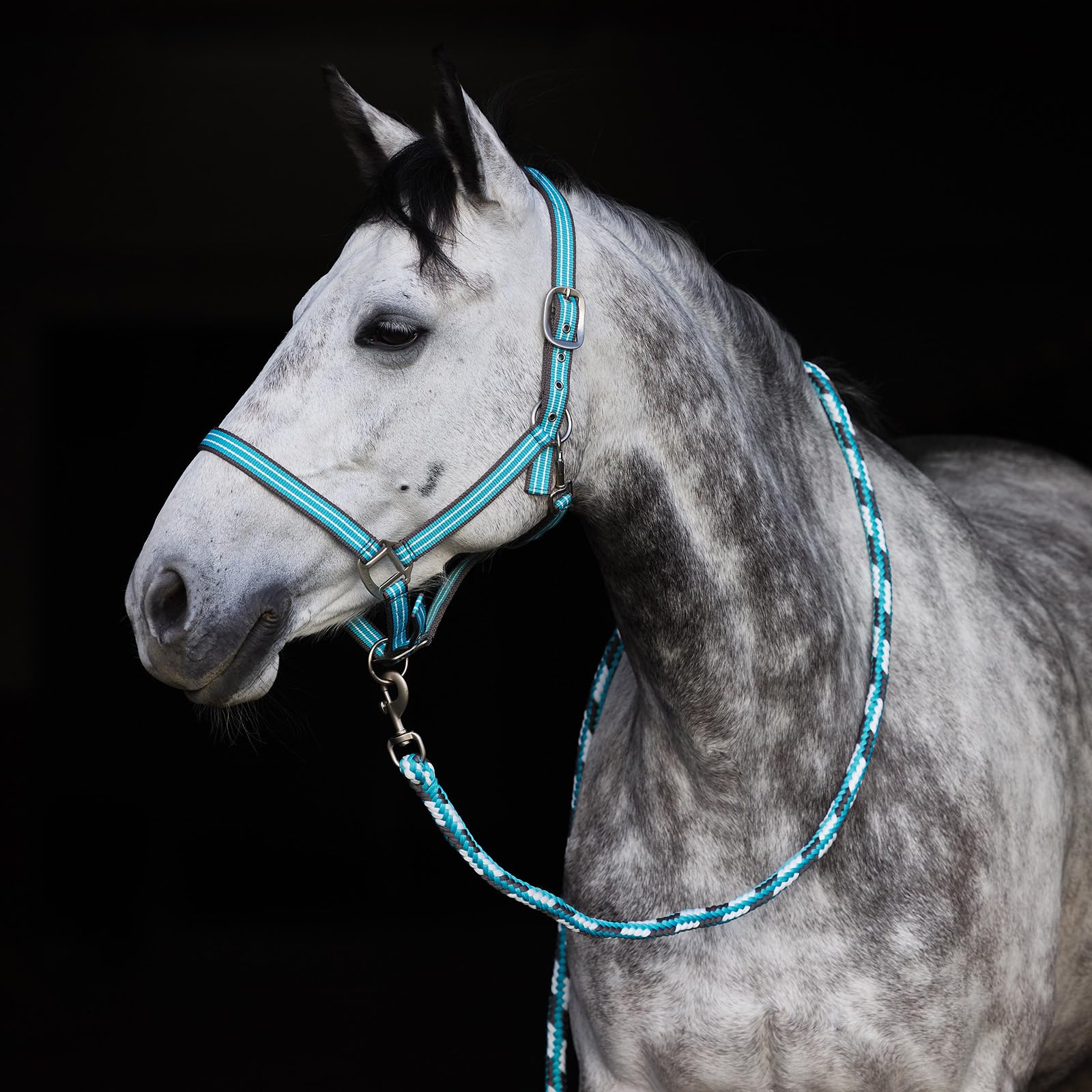 HORZE Cabezada de Cuadra Adepto, Azul, F
