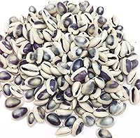 Vista 7 de PEPPERLONELY 12 conchas marinas de cauri de cabeza de serpiente, conchas de Cyprae Caputserpentis, 3/4 pulgadas ~ 1-1/4 pulgadas