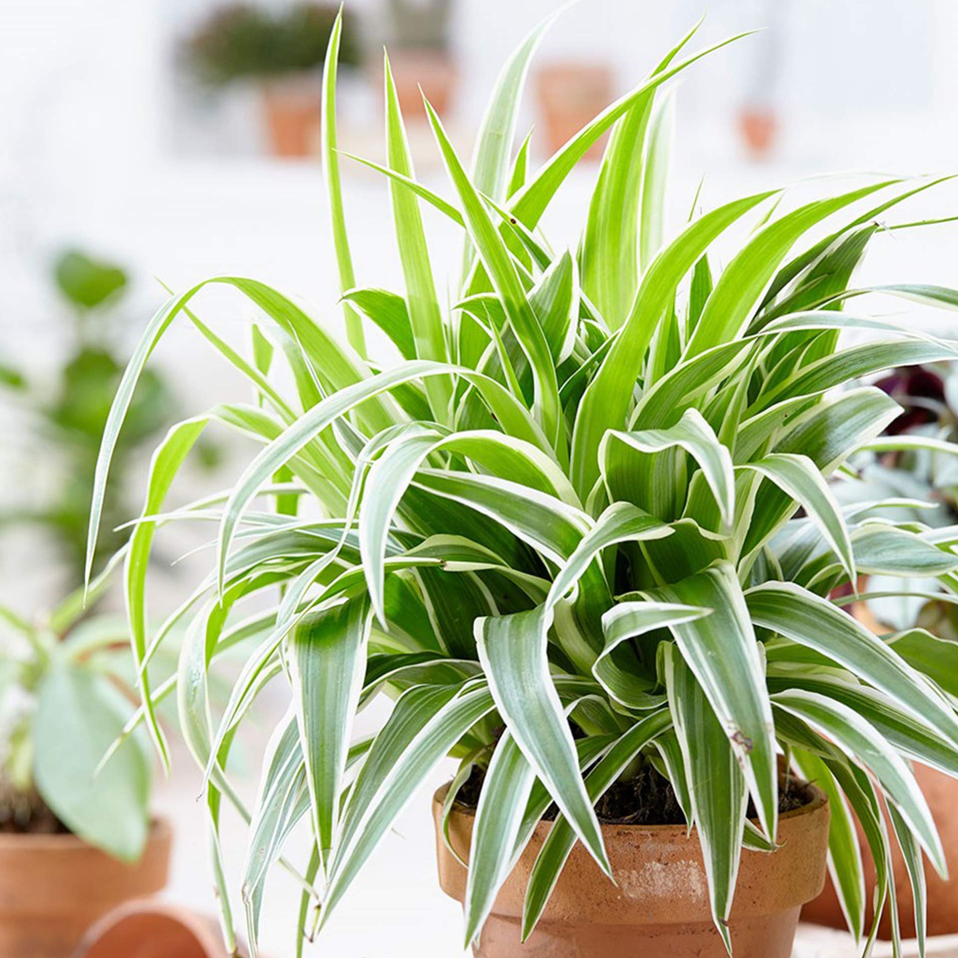 Go4plants Home Air Purifier live Spider Plant pack of 1 with pot (B0B2F2C547) Amazon Price History, Amazon Price Tracker