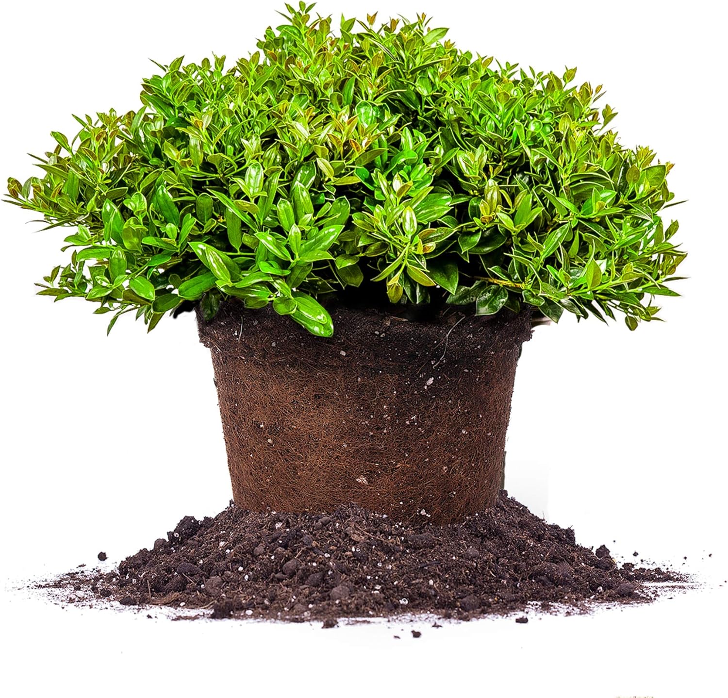 Carissa Holly 3 Gallon