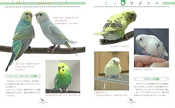 【一点物】画家Kiki作品 両面 (表)何も考えていない時(裏)インコとくらし 桃太郎を話すインコが逃げました」うっかり逃げ出しても飼い主の