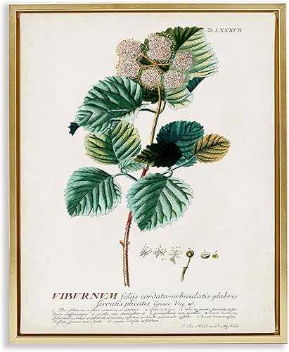 Stupell Industries Semillas de ilustración de plantas botánicas, diseño vintage, diseño de World Art Group, flotante dorado enmarcado, 16 x 20