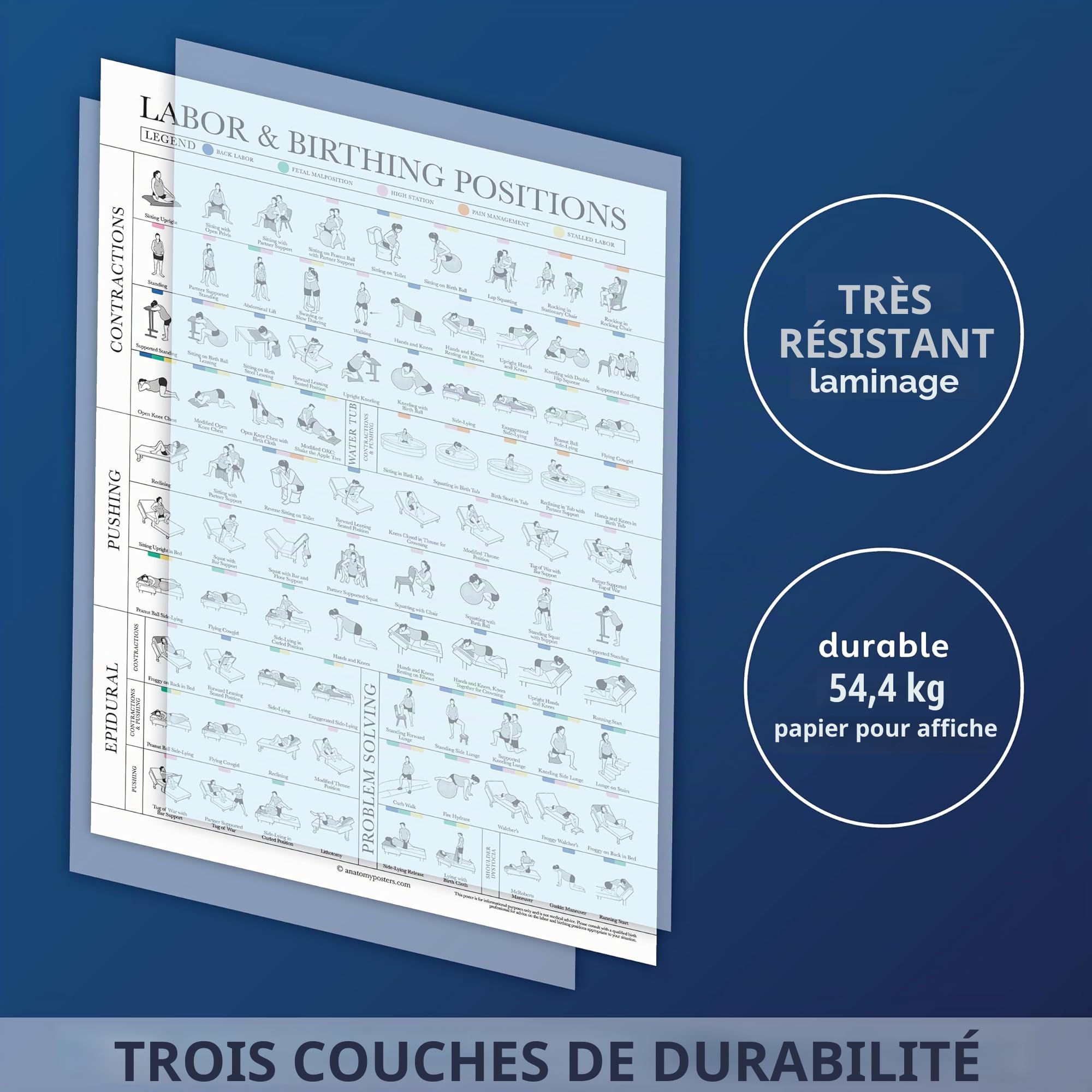 Lot de 2 affiches sur les positions de travail et d'accouchement + tableau d'anatomie de la grossesse – Éducation à l'accouchement pour Doula, sage-femme ou travailleuse de naissance – 45,7 x 61 cm –