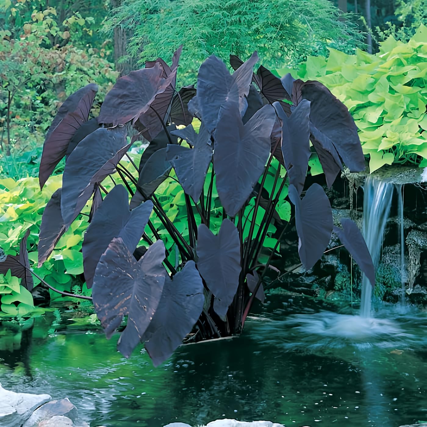 Black Magic Taro AquaLeaf