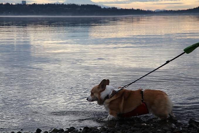 Protector de Barriga Impermeable para Perros Rainbow Preferred miniatura 6