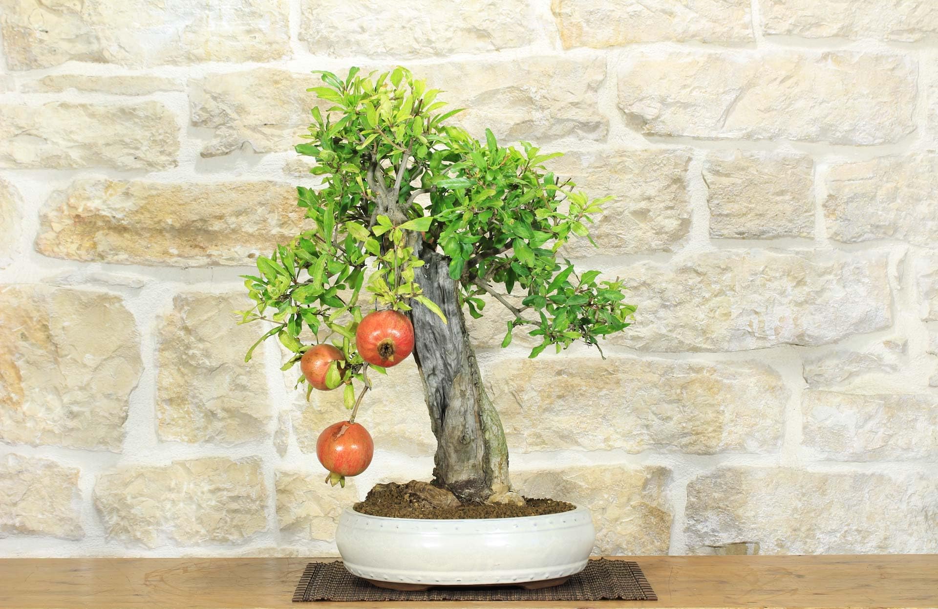 Bonsai di Melograno (136)