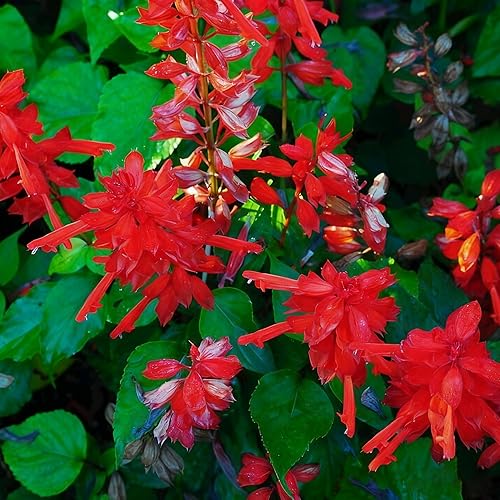 Miniatura 3 de 50 semillas de flores de salvia escarlata para plantar, semillas de Salvia raras perennes, semillas de agastache de arenisca Arizona sin OMG para