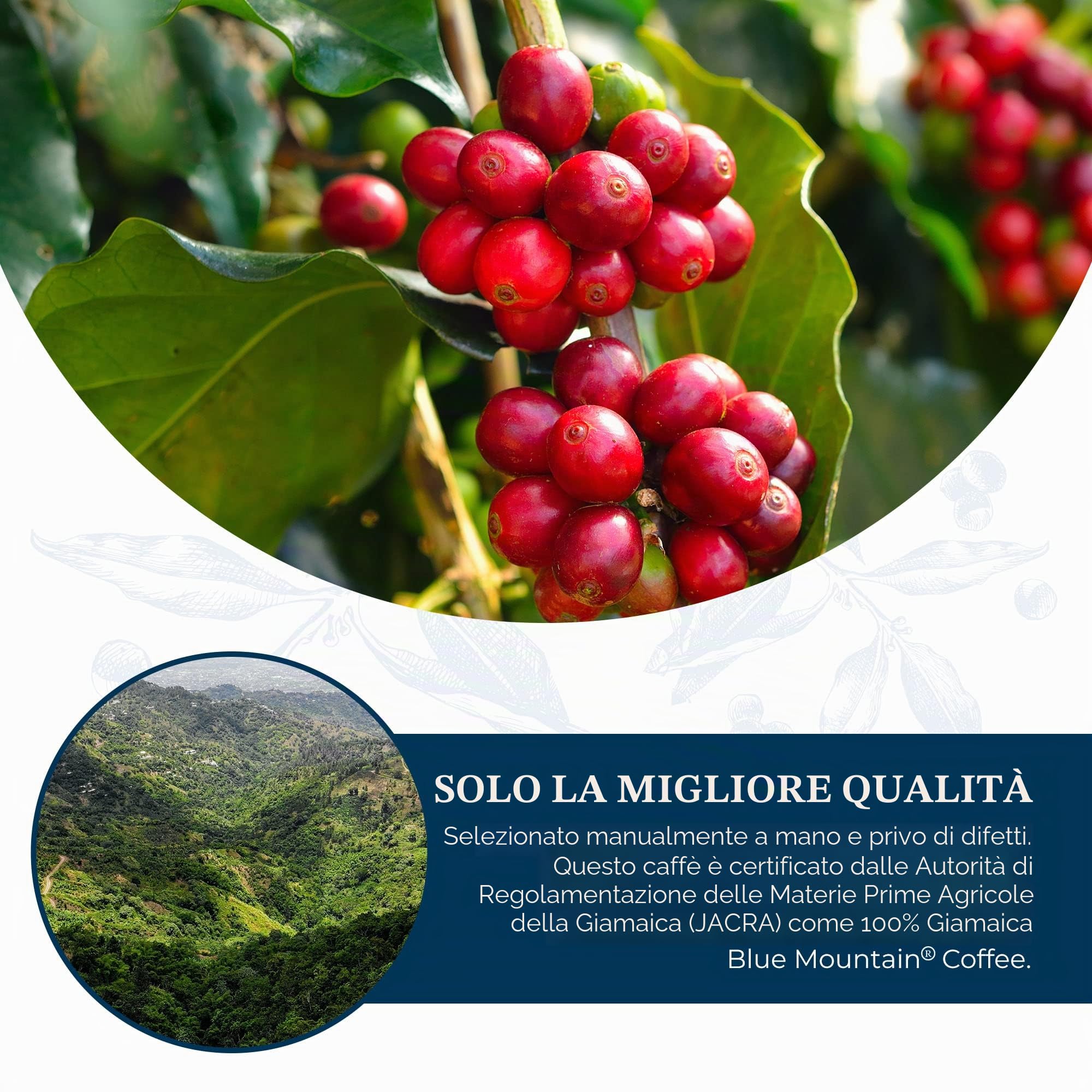 JA Coffee - Caffè 100% Blue Mountain della Giamaica, Tostatura Media, Grani Interi - Arabica di Alta Qualità, sacchetto da 454 grammi (1 libbre - 16 once)