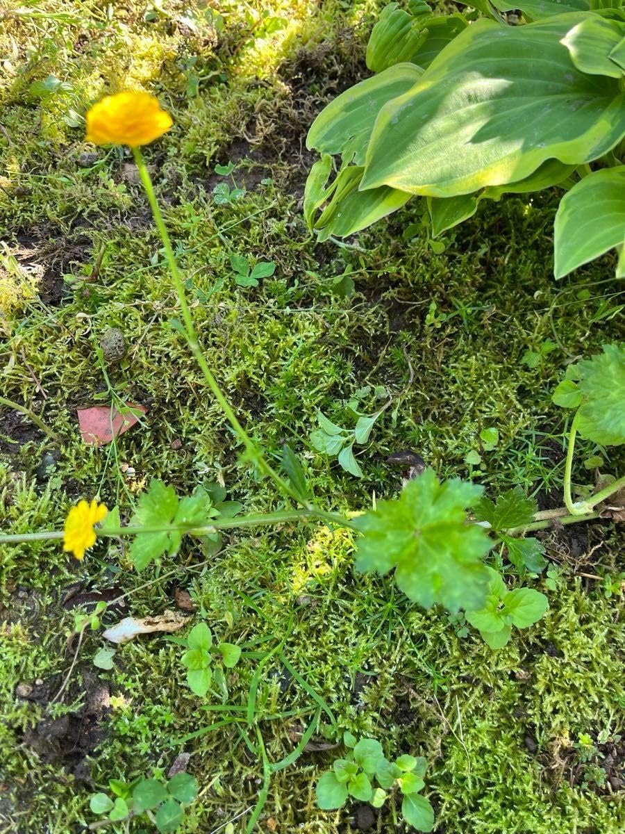 Amazon.co.jp: ラナンキュラスゴールドコイン 抜き苗 8苗 : DIY・工具・ガーデン