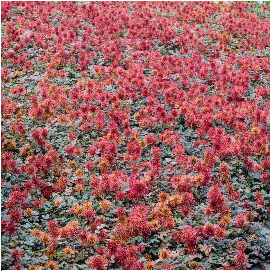Plants by Frank | 12 Efeu Pflanzen | Hedera Helix 'Glacier' |  Kletterpflanzen Winterhart Mehrjhrig | Weigrner Efeu | Bodendecker |  Stauden | Immergrn | Gartenpflanzen : Amazon.de: Garten