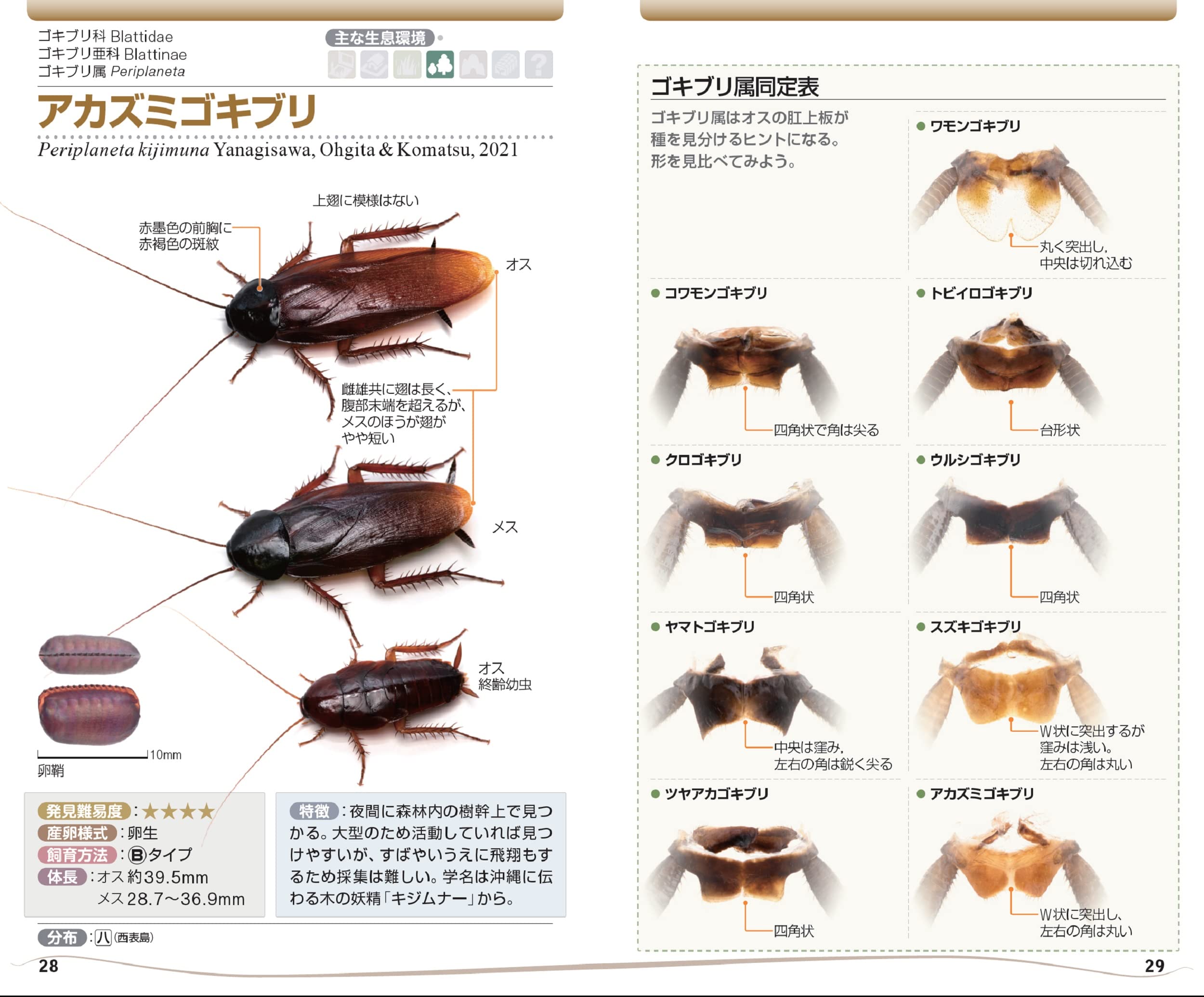 ゴキブリハンドブック 柳澤 静磨 配送料無料